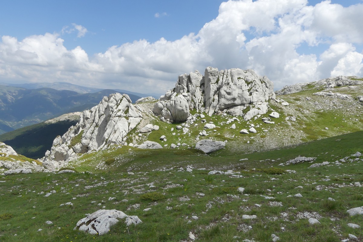 D. sambucina, N. widderi, O. spitzelii nel Parco Nazionale dAbruzzo, Lazio e Molise - giu